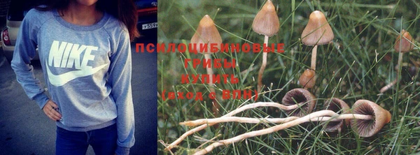PSILOCYBIN Иннополис