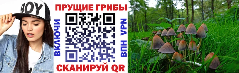 Галлюциногенные грибы Psilocybine cubensis  цены наркотик  MEGA ссылки  Кедровый 